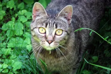 Belgijanci će sterilizirati sve mačke