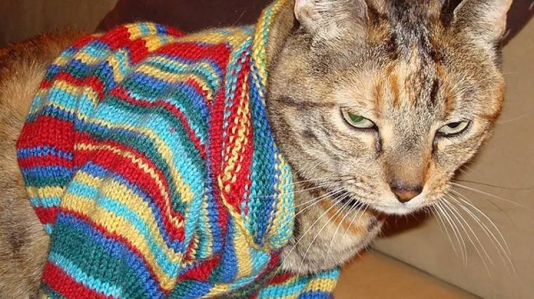 Mačke bi nosile... vestu!