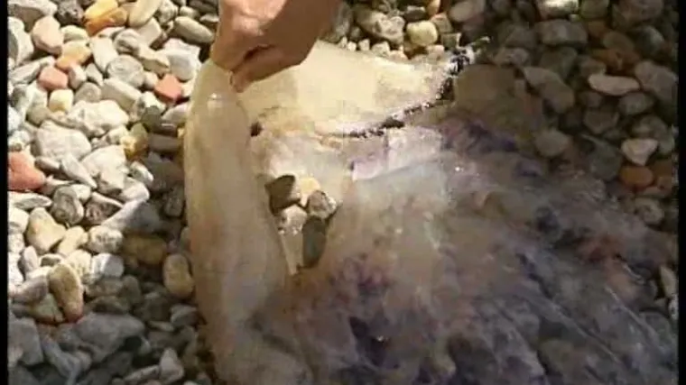 Ulovio mrcinu od meduze, tešku 10 kg!