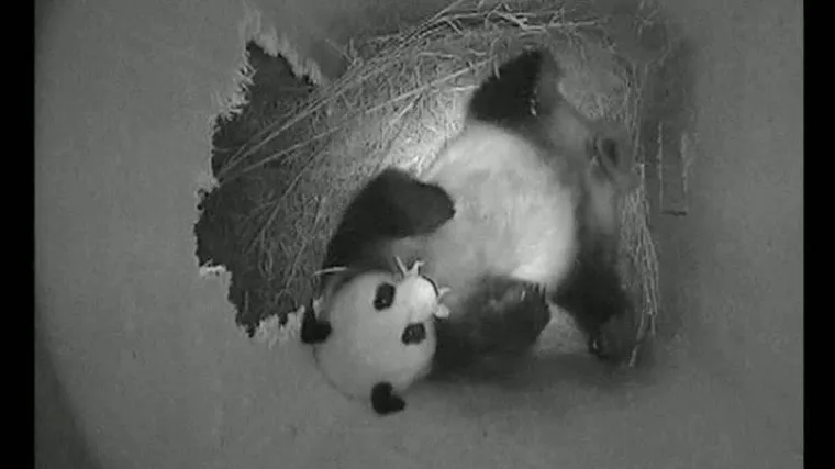 Snimka novorođene pande te&scaron;ke 10 dekagrama