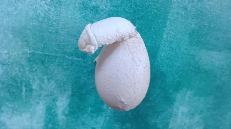 Jaje u obliku penisa