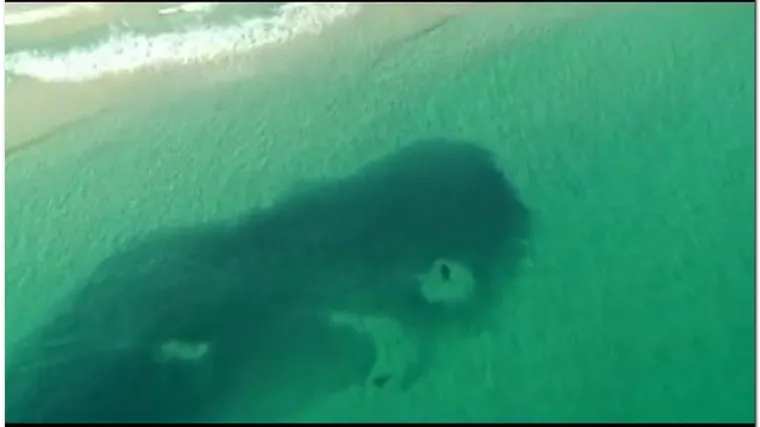 Morski psi navalili na jato riba