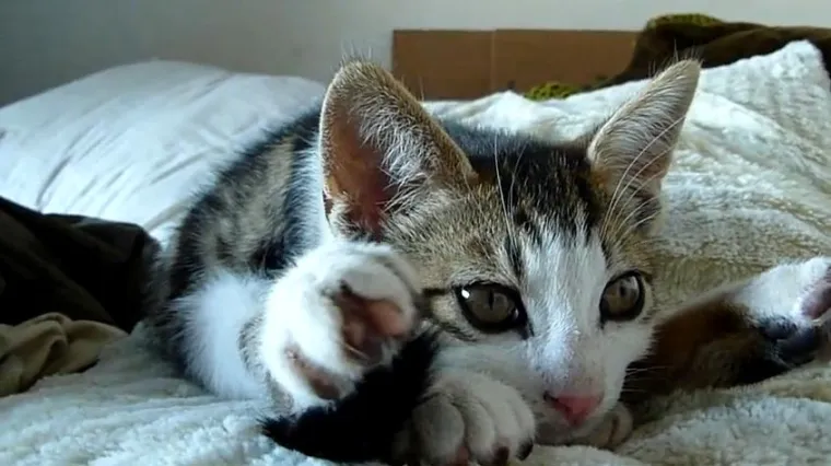 Divljao po cesti jer mu je uginula mačka