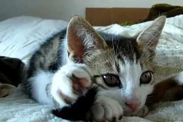 Divljao po cesti jer mu je uginula mačka