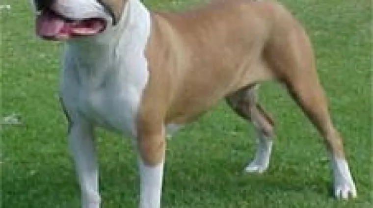 Pas izgrizao djevojčicu