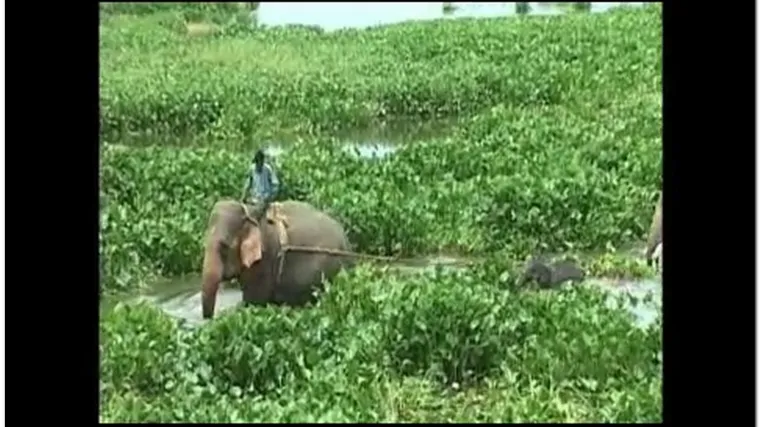 Slonića spasili iz močvare