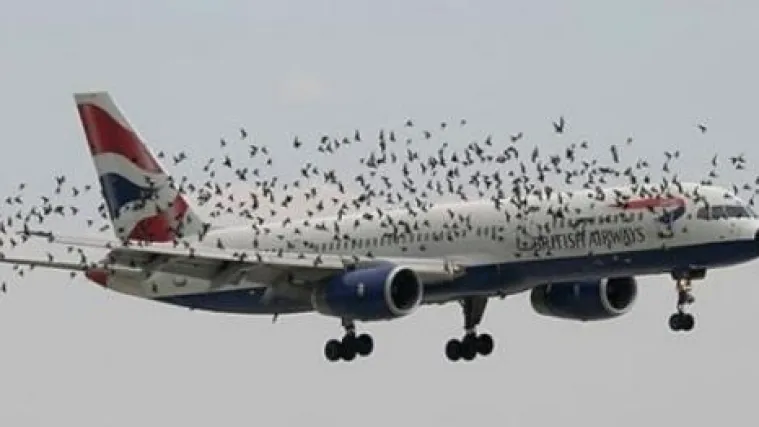 Split: Ptice napale avion, nije mogao poletjeti