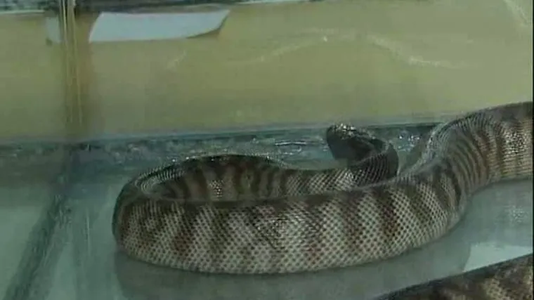 Ukrali zmiju pa se s njom hrvali na parkirali&scaron;tu