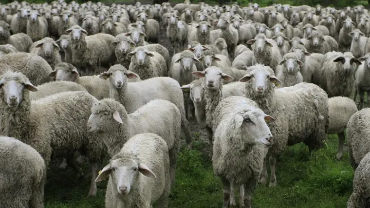 Vlak naletio na stado ovaca