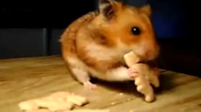 Ubio hrčka pa zavr&scaron;io u zatvoru