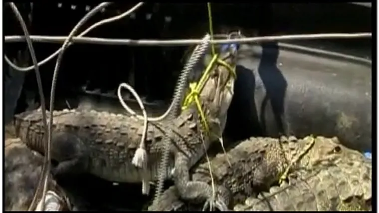Lov na odbjegle krokodile