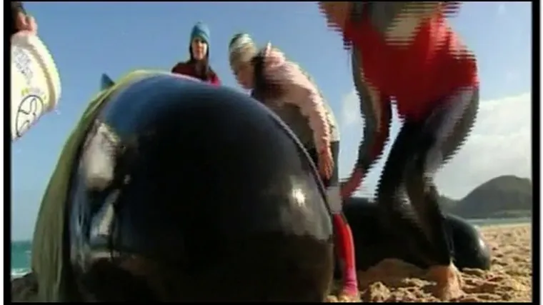 Poku&scaron;avaju spasiti nasukane kitove