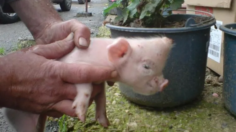 Prase s dvije njuške