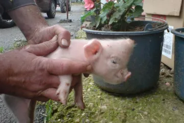 Prase s dvije njuške