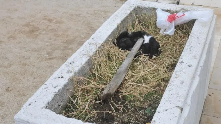 U Dubrovniku mačke naboli na kolac