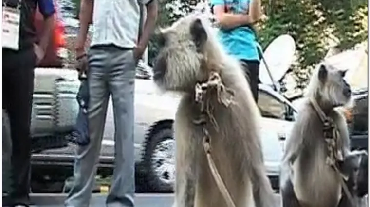 Majmuni održavaju red na ulici