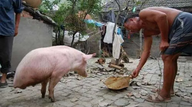 Prase sa samo dvije noge