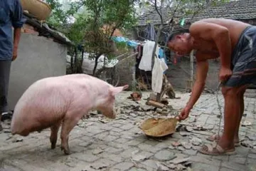 Prase sa samo dvije noge