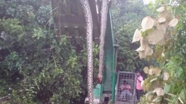 Zmijurina dugačka 16,7 metara!