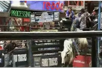 Jahali bikove usred New Yorka