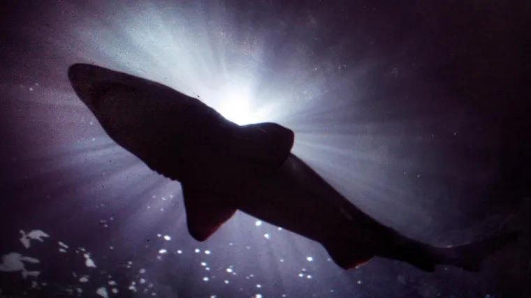 Morski pas studentu (20) odgrizao nogu