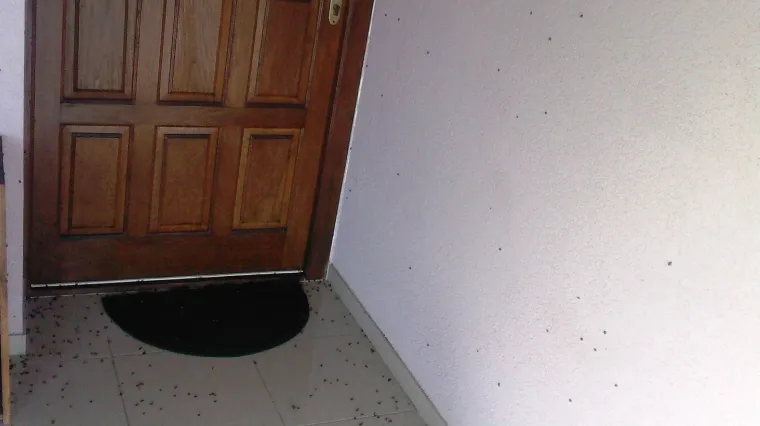 Neviđena najezda bubamara kod Đakova