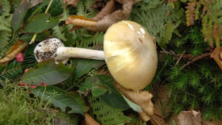 Otrovali se gljivama na Visu