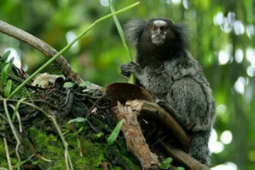 Nove vrste u Amazoni