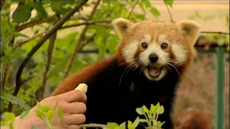 Dajte imena slatkim crvenim pandama