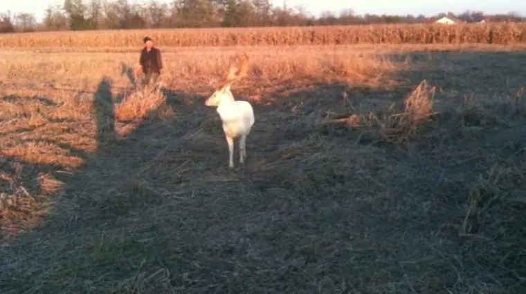 Albino jelen u Murskom Sredi&scaron;ću