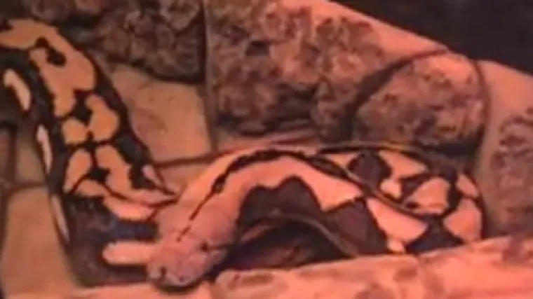 Najveća zmija uginula od tumora