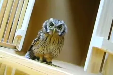 Sova halucinirala da pred njom netko skače