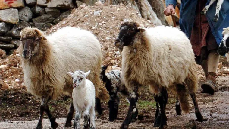 Vukovi pred vlasnikom zaklali ovcu