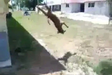 Pit bull radi salto unatraške