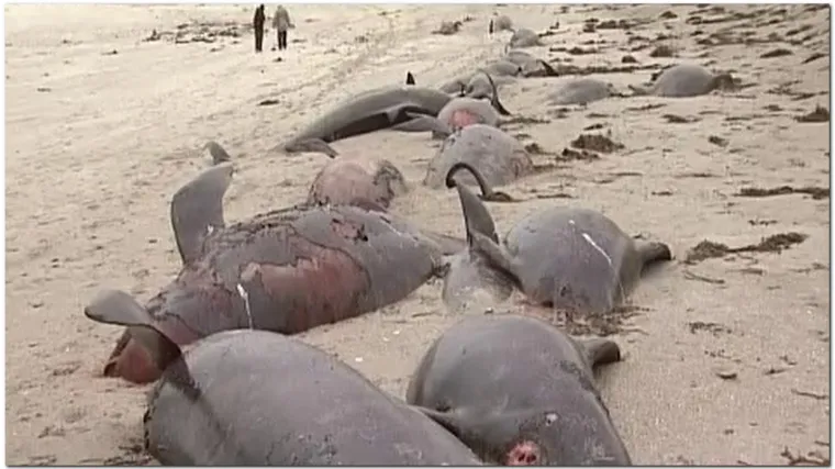 Kitovi se nasukali na obali Irske