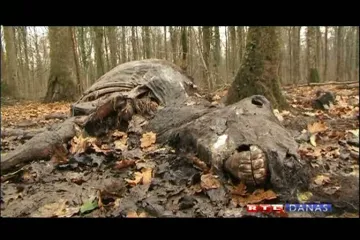 ŠOKANTNO: Strvine raštrkane po šumi kod Siska