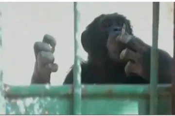 Čimpanzu odveli na odvikavanje od pušenja