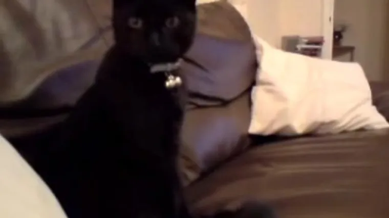 Pijana žena umislila da joj je mačka terorist