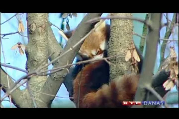 Crvene pande dobile imena