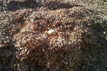 Preslatki psić plivao po lišću