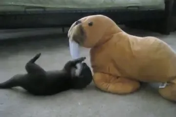 Vidra se u dnevnoj sobi zaigrala s moržem