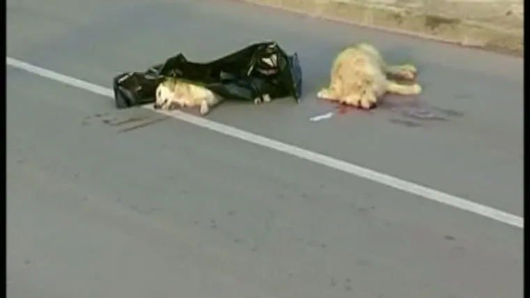 &Scaron;OKANTNI VIDEO: Autobusom pregazio tri psa