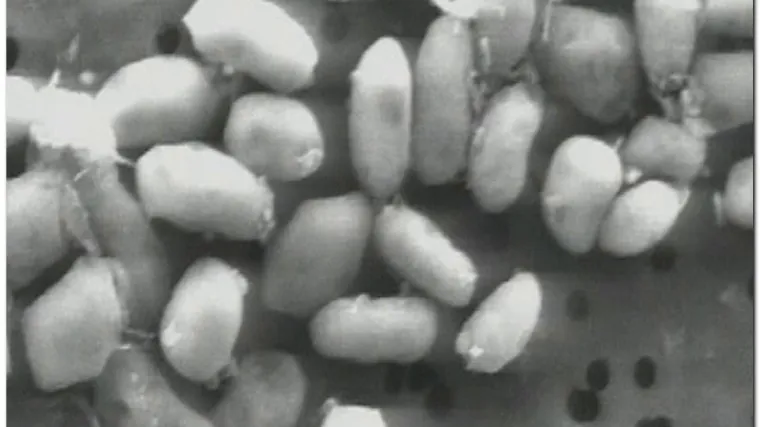 NASA na Zemlji prona&scaron;la "aliena"