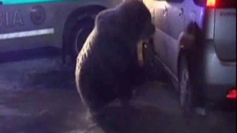 Slovačka policija izrešetala medvjedicu