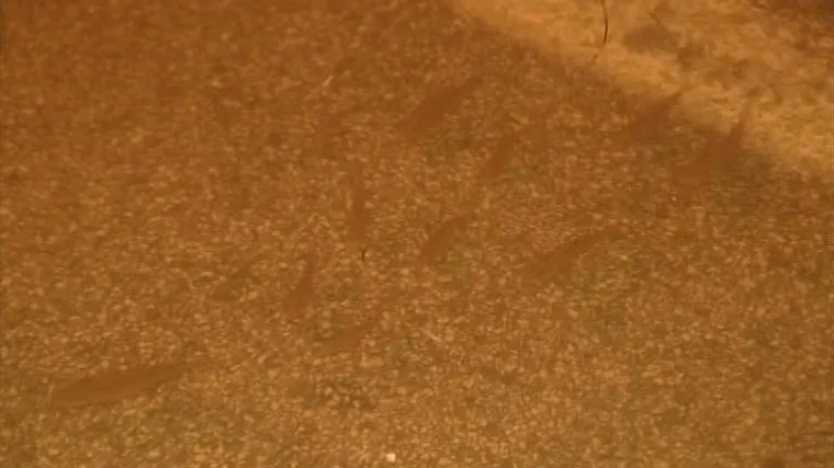 Po cesti u Metkoviću plivaju ribe