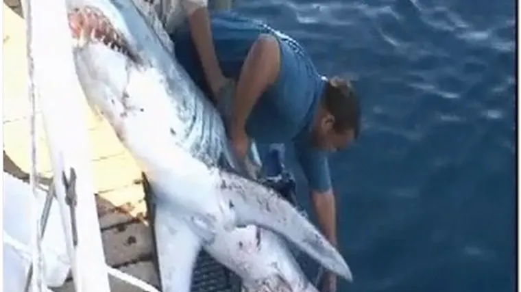 Morski pas ubio njemačkog turista