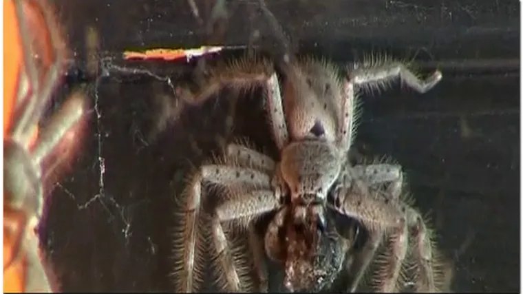 Tri tjedna živio s četiristo paukova