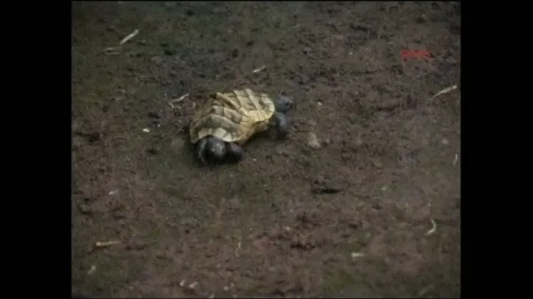 U Turskoj na&scaron;li kornjaču s dvije glave