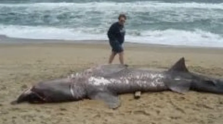 Pijani Srbin ubio morskog psa koji je terorizirao Egipat