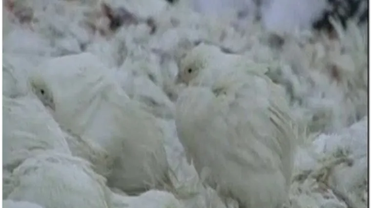 Milijune pilića zbog duga bacaju u snijeg